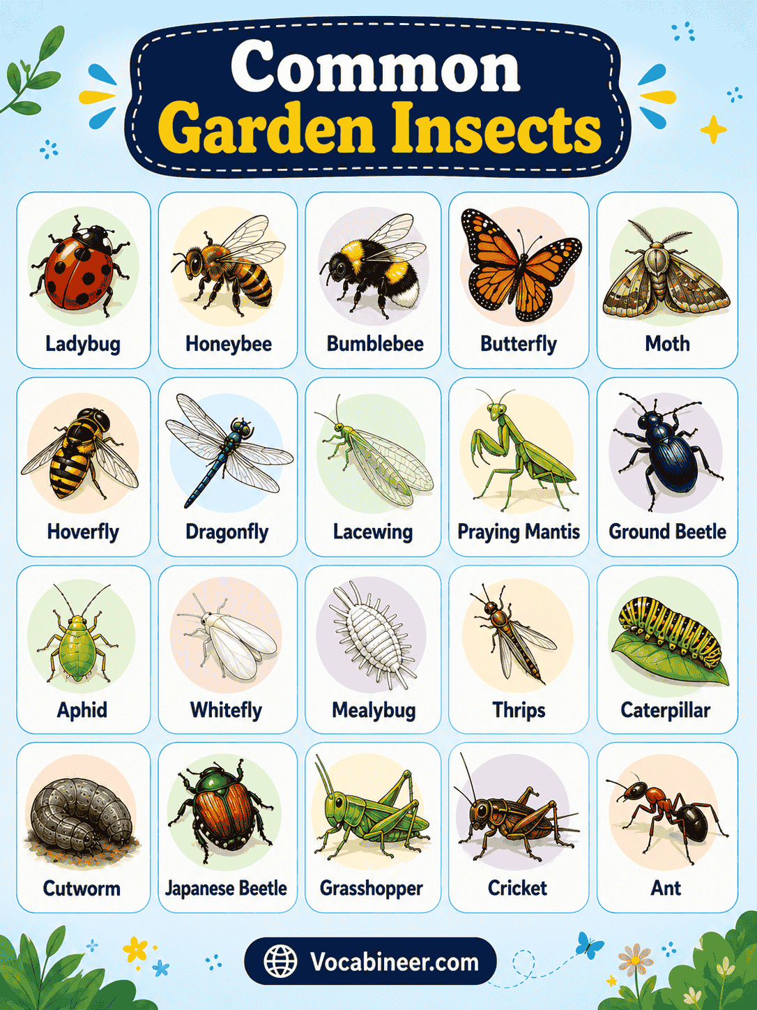 Garden insects names in English with pictures, including ladybug, bee, butterfly, aphid, caterpillar, dragonfly, ant, and grasshopper.