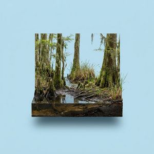 Swamp