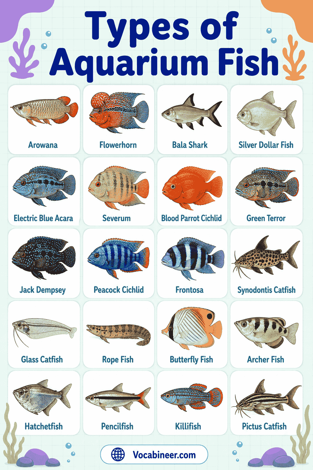 A visual saltwater fish chart showing clownfish, damselfish, blue tang, yellow tang, gobies, blennies, firefish, royal gramma, mandarin fish, wrasse, and butterflyfish.