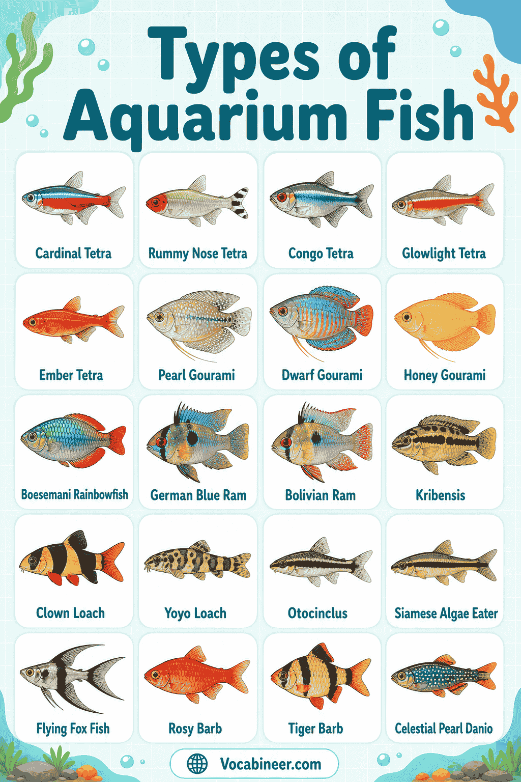 A fish picture guide showing small, colorful, and beginner aquarium fish, including guppy, neon tetra, cardinal tetra, cherry barb, dwarf gourami, ember tetra, white cloud mountain minnow, and harlequin rasbora.