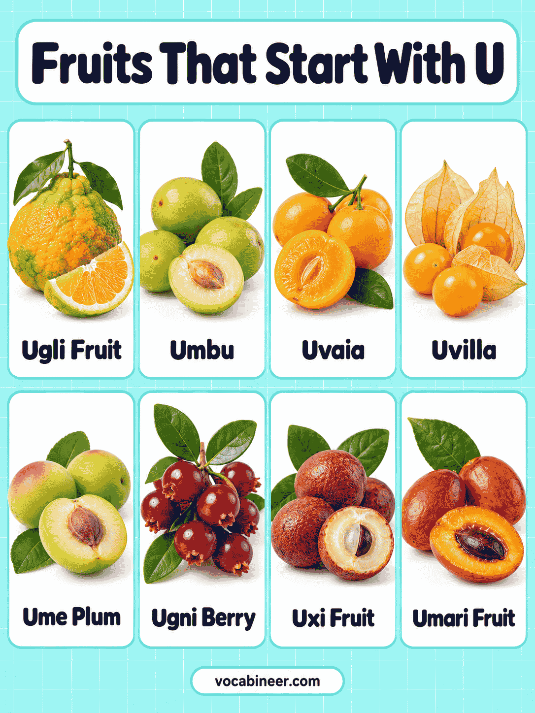 16 Fruits That Start With U With Names and Pictures